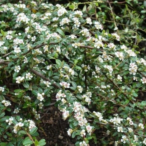 Cotoneaster dammeri - Dwergmispel