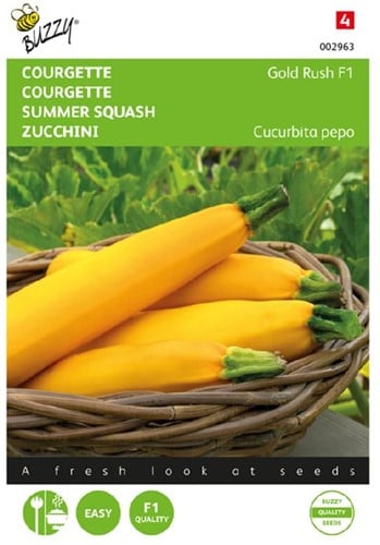 Courgette Gold Rush F1 - Cucurbita pepo