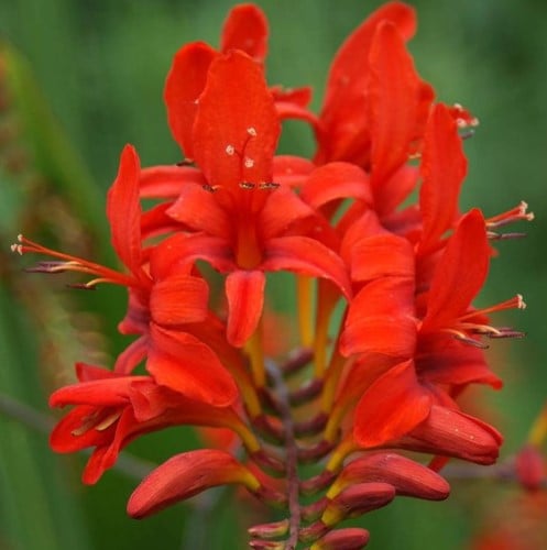 Crocosmia Lucifer - Montbretia (Potplant)