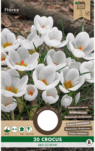 Krokus Ard Schenk - Crocus