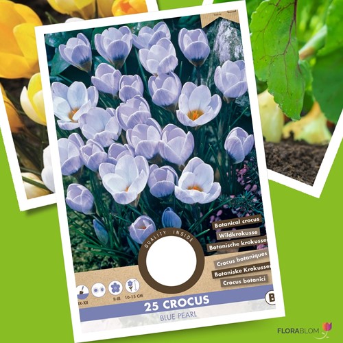 Crocus Blue Pearl - Krokus-2