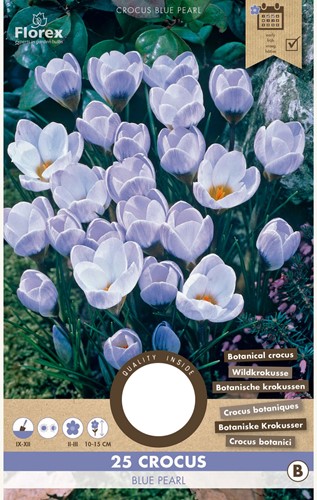 Crocus Blue Pearl - Krokus