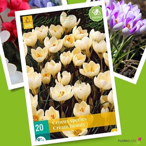 Crocus Cream Beauty - Krokus
