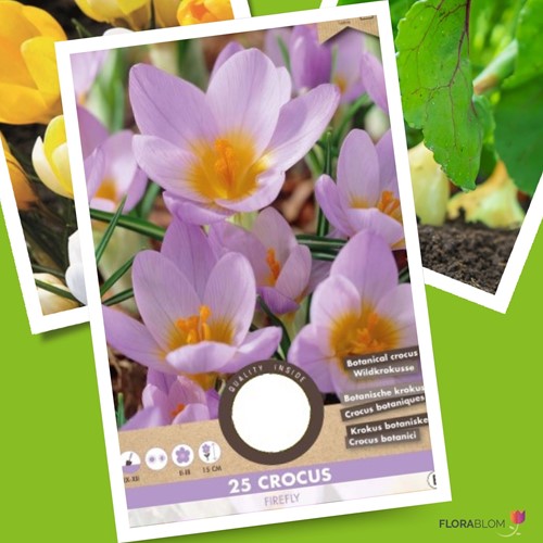 Crocus sieberi Firefly - Krokus-2