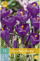 Krokus Flower Record - Crocus-2