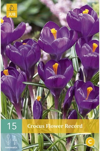 Krokus Flower Record - Crocus-2