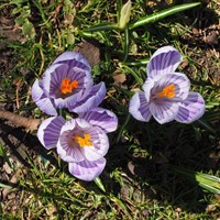 Krokus Pickwick - Crocus vernus