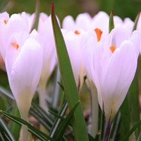 Crocus sieberi Firefly - Krokus