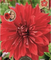 Dahlia Dinnerplate Babylon-2