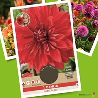 Dahlia Dinnerplate Babylon