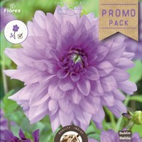 Dahlia Blue Boy - Dahlia decoratief