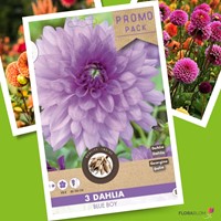 Dahlia Blue Boy - Dahlia decoratief-2