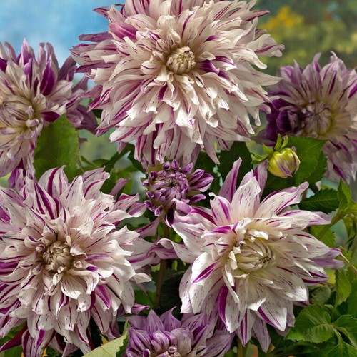 Dahlia Bristol Stripe - Dahlia dinnerplate