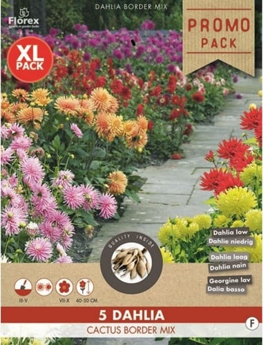 Dahlia Cactus Border Mix | Dahlia's online kopen eenvoudig op Tuincentrum Koeman-2