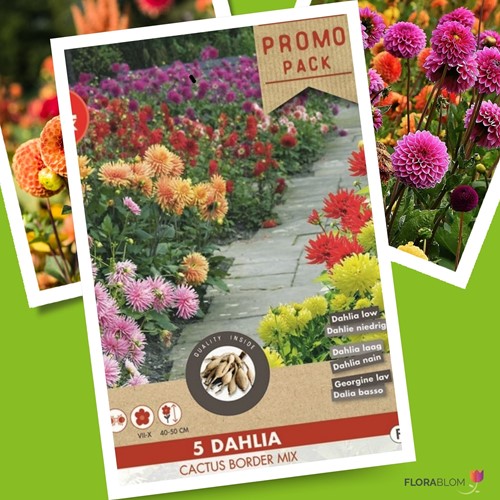 Dahlia Cactus Border Mix | Dahlia's online kopen eenvoudig op Tuincentrum Koeman