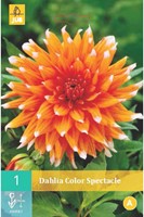 Dahlia Color Spectacle-2