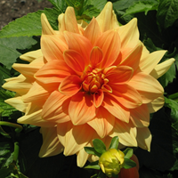 Dahlia Decoratief Oranje Glorie van Noordwijk