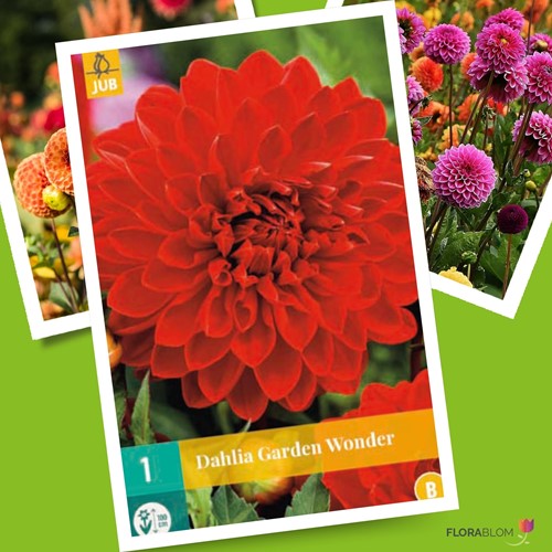 Dahlia Decoratief Garden Wonder