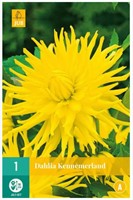 Dahlia Kennemerland - Dahlia cactus-2