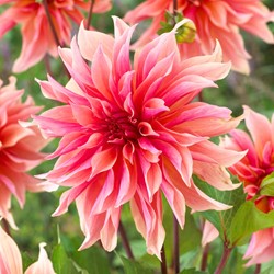 Dahlia Labyrinth