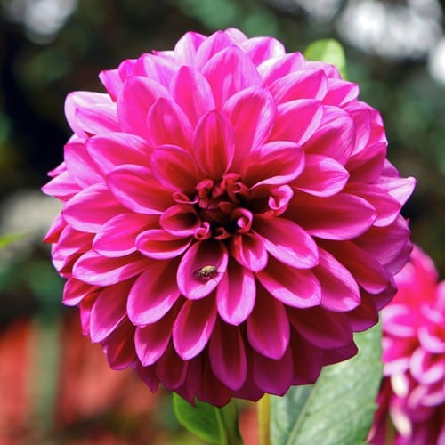 Dahlia Lucky number - Dahlia decoratief roze