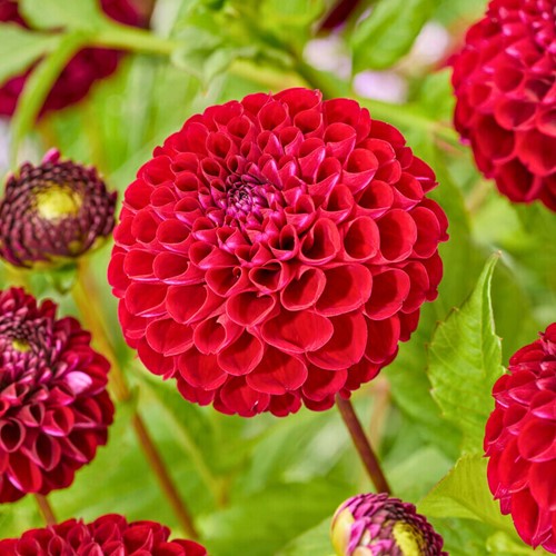 Dahlia Natal