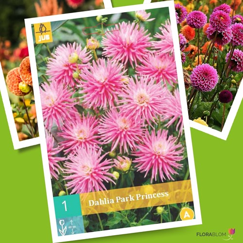 Dahlia Park Princess-2