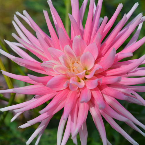 Dahlia Park Princess