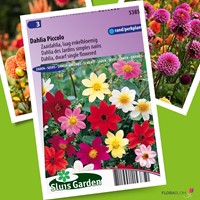 Dahlia Piccolo verbeterde Mignon mix-2