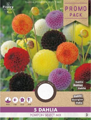 Dahlia Pompon select mix-2