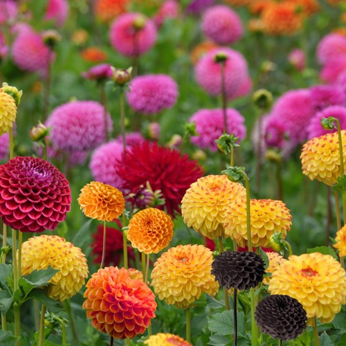 Dahlia Pompon select mix