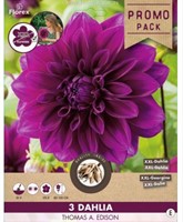 Dahlia Decoratief Paars - Dahlia Thomas A. Edison
