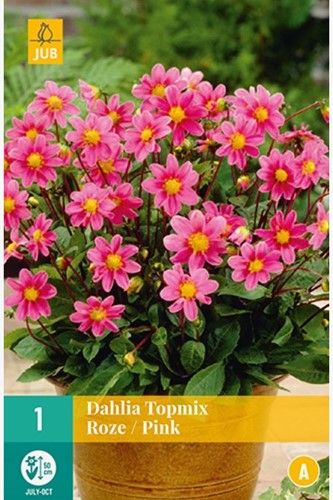 Dahlia Topmix Roze-2