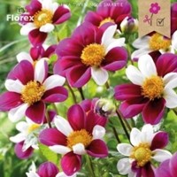 Dahlia Topmix Twyning's Smartie