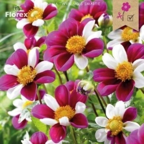 Dahlia Topmix Twyning's Smartie