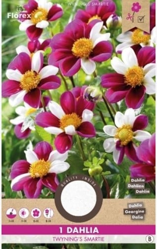 Dahlia Topmix Twyning's Smartie-2