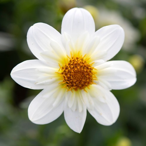 Dahlia Topmix Wit