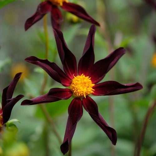 Dahlia Verrone’s Obsidian - Dahlia