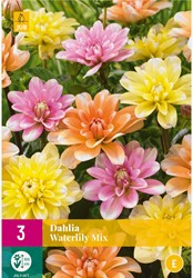 Dahlia Waterlily Mix