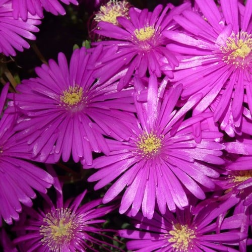 Ijsbloem - Delosperma cooperi