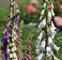 Digitalis purpurea Gloxiniiflora - Vingerhoedskruid