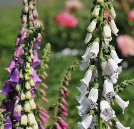 Digitalis purpurea Gloxiniiflora - Vingerhoedskruid
