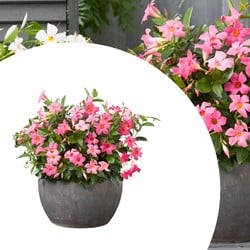 Mandevilla / Dipladenia - Braziliaanse Jasmijn Roze (Potplant)