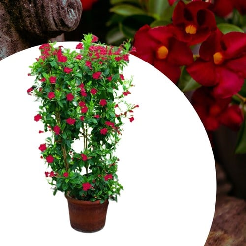 Mandevilla / Dipladenia - Braziliaanse Jasmijn Rood (Potplant)