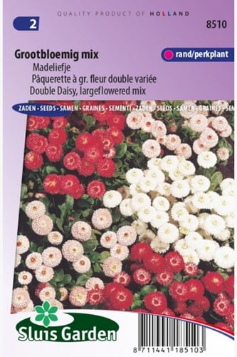 Madeliefje Grootbloemig Mix Bellis Perennis