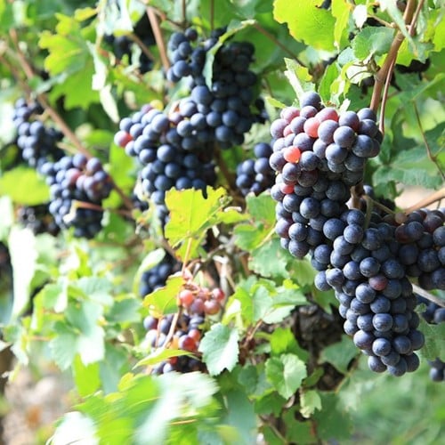 Druivenplant Frankenthaler - Vitis vinifera