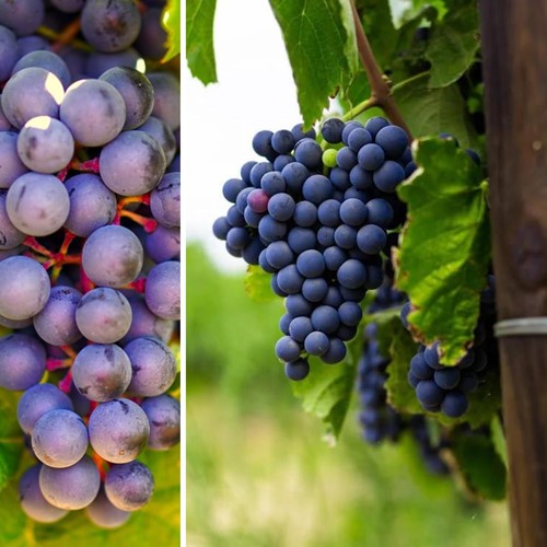 Druivenplant Rembrandt - Vitis Vinifera