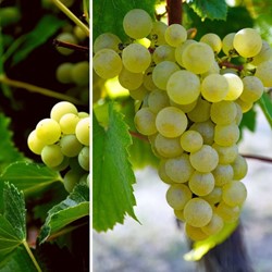 Druivenplant Vroege van der Laan - Vitis Vinifera