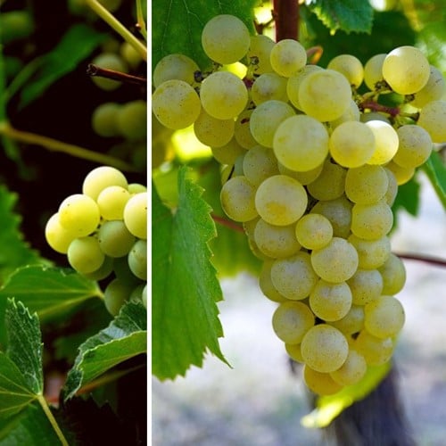 Druivenplant Vroege van der Laan - Vitis Vinifera