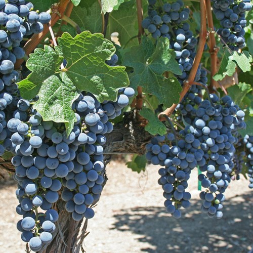 Druivenplant Boskoop Glory - Vitis vinifera